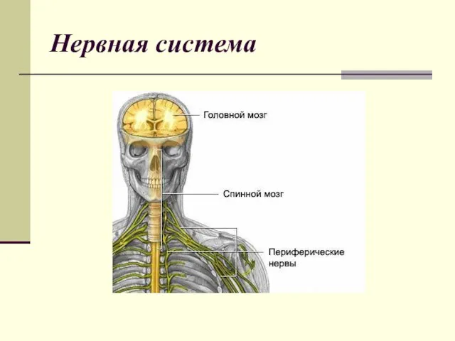 Нервная система