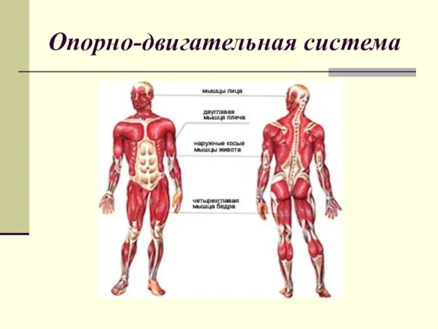 Опорно-двигательная система