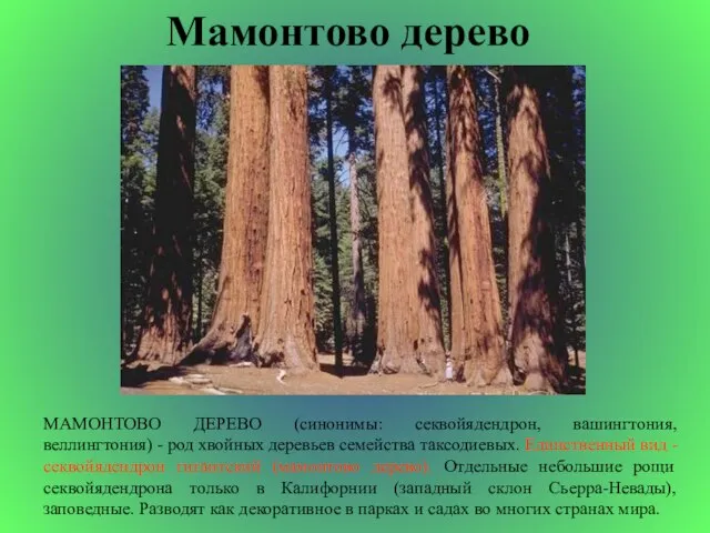 Мамонтово дерево МАМОНТОВО ДЕРЕВО (синонимы: секвойядендрон, вашингтония, веллингтония) - род хвойных деревьев