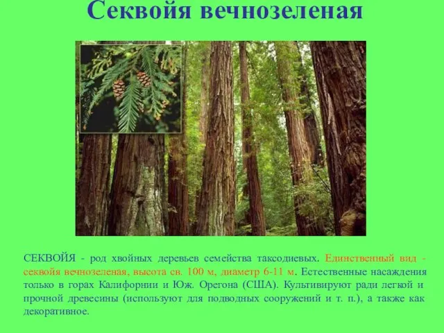 Секвойя вечнозеленая СЕКВОЙЯ - род хвойных деревьев семейства таксодиевых. Единственный вид -