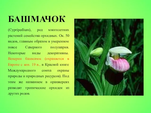 БАШМАЧОК (Cypripedium), род многолетних растений семейства орхидных. Ок. 50 видов, главным образом