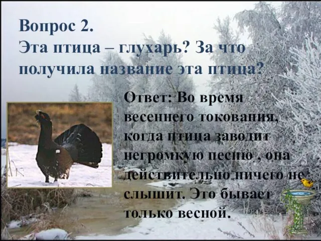 Вопрос 2. Эта птица – глухарь? За что получила название эта птица?