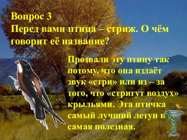 Вопрос 3 Перед вами птица – стриж. О чём говорит её название?