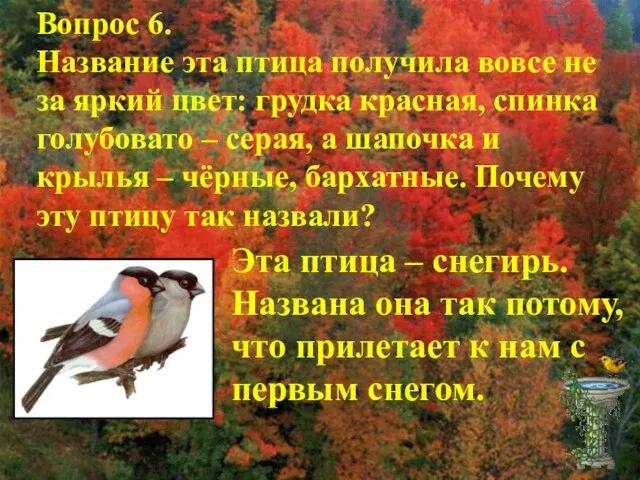 Вопрос 6. Название эта птица получила вовсе не за яркий цвет: грудка