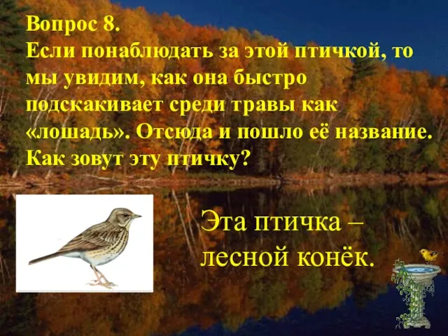 Вопрос 8. Если понаблюдать за этой птичкой, то мы увидим, как она