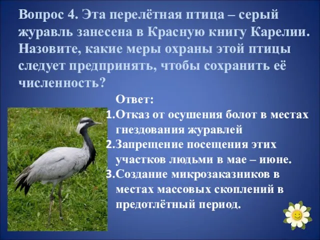 Вопрос 4. Эта перелётная птица – серый журавль занесена в Красную книгу