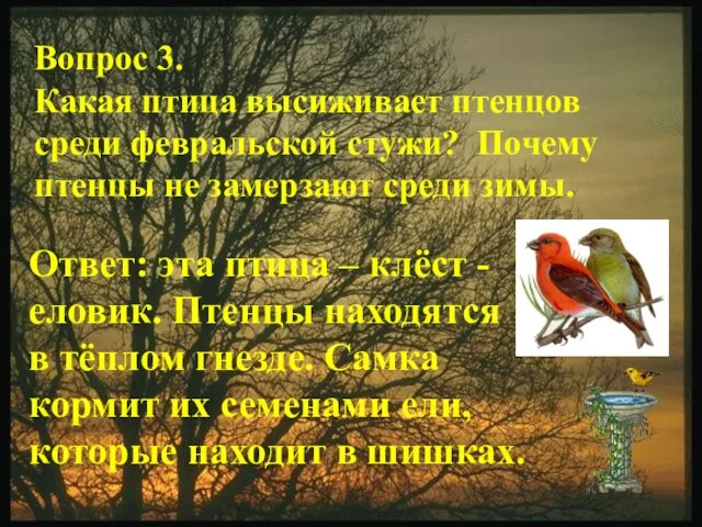 Вопрос 3. Какая птица высиживает птенцов среди февральской стужи? Почему птенцы не