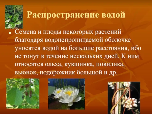 Распространение водой Семена и плоды некоторых растений благодаря водонепроницаемой оболочке уносятся водой