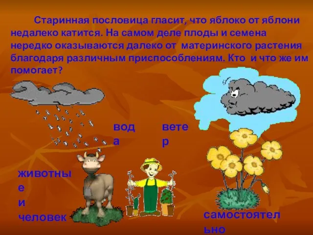 Старинная пословица гласит, что яблоко от яблони недалеко катится. На самом деле