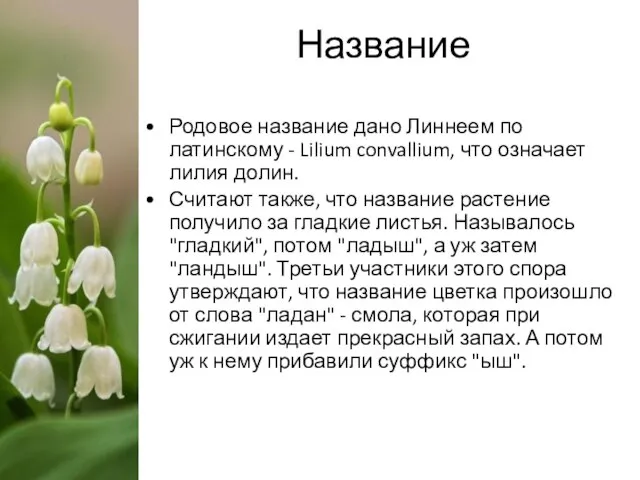 Название Родовое название дано Линнеем по латинскому - Lilium convallium, что означает