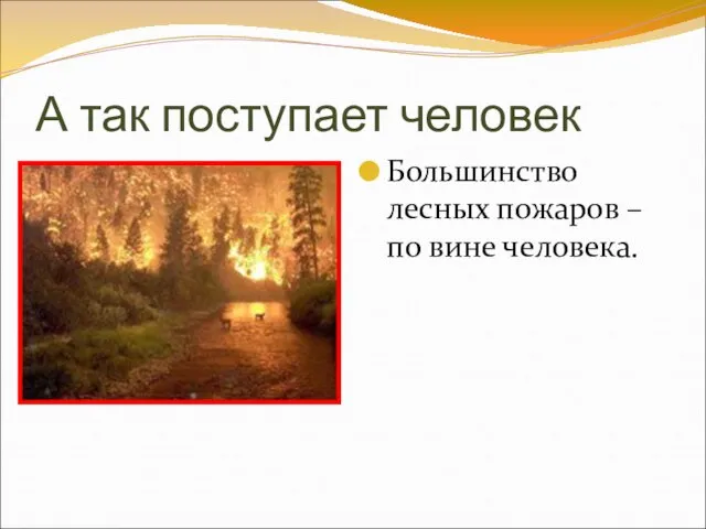 А так поступает человек Большинство лесных пожаров – по вине человека.