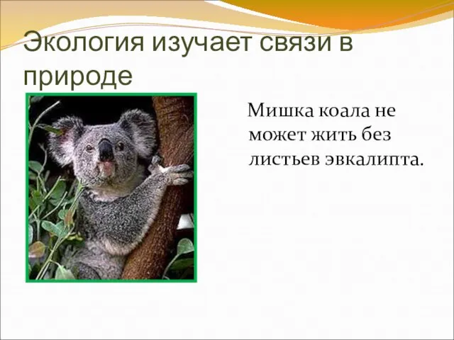 Экология изучает связи в природе Мишка коала не может жить без листьев эвкалипта.