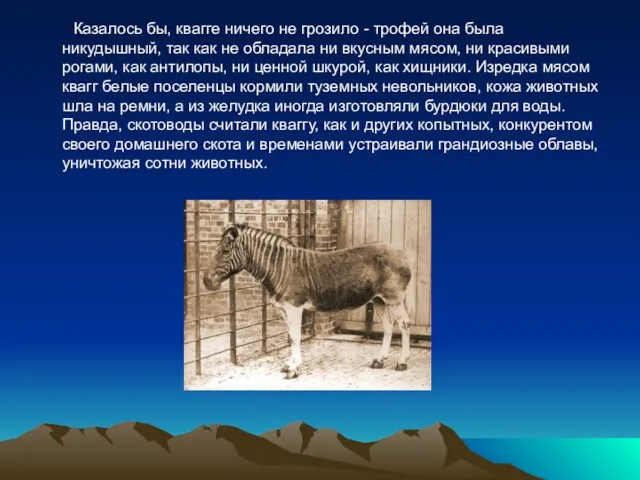 Казалось бы, квагге ничего не грозило - трофей она была никудышный, так