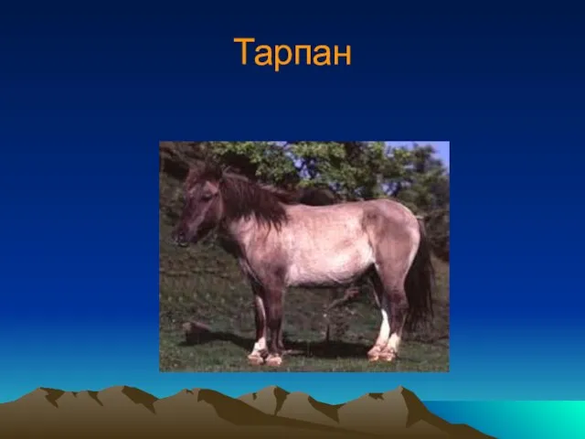 Тарпан