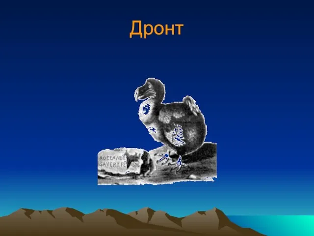 Дронт