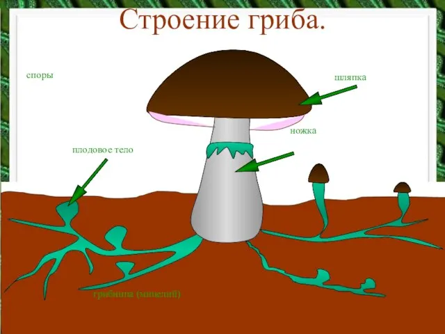 шляпка грибница (мицелий) плодовое тело ножка Строение гриба. споры