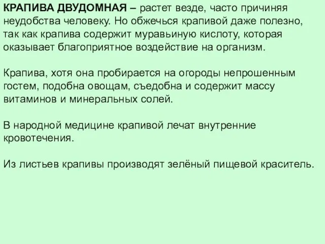 КРАПИВА ДВУДОМНАЯ – растет везде, часто причиняя неудобства человеку. Но обжечься крапивой