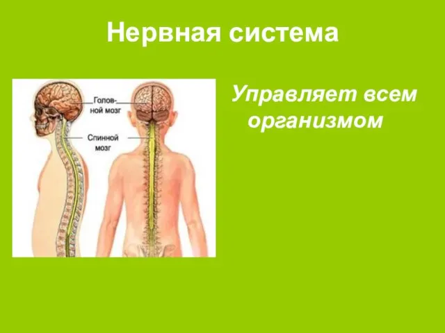 Нервная система Управляет всем организмом