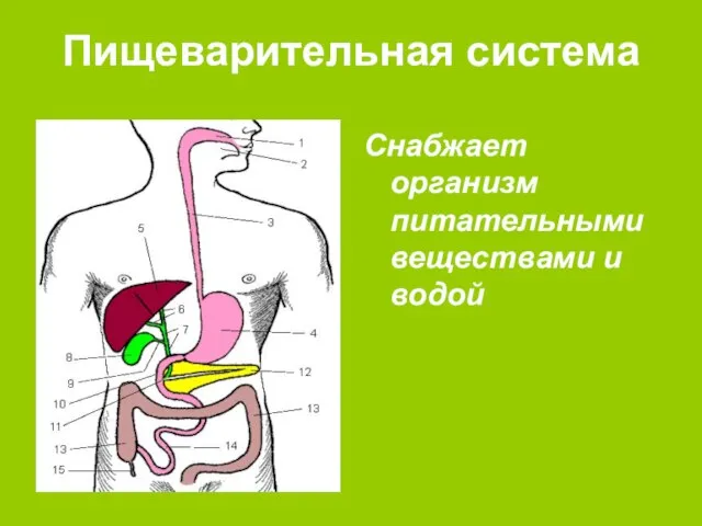 Пищеварительная система Снабжает организм питательными веществами и водой