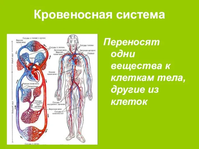 Кровеносная система Переносят одни вещества к клеткам тела, другие из клеток