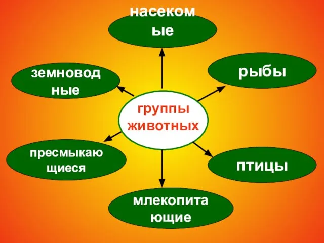 группы животных рыбы земноводные пресмыкающиеся млекопитающие птицы насекомые