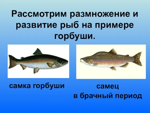 Рассмотрим размножение и развитие рыб на примере горбуши. самка горбуши самец в брачный период