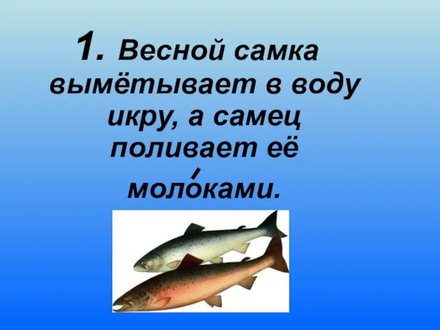 1. Весной самка вымётывает в воду икру, а самец поливает её молоками.