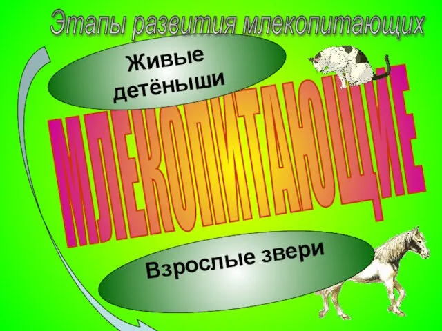 МЛЕКОПИТАЮЩИЕ Живые детёныши Взрослые звери Этапы развития млекопитающих