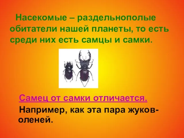 Насекомые – раздельнополые обитатели нашей планеты, то есть среди них есть самцы