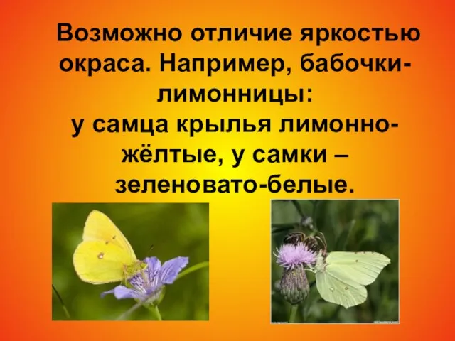 Возможно отличие яркостью окраса. Например, бабочки-лимонницы: у самца крылья лимонно-жёлтые, у самки – зеленовато-белые.