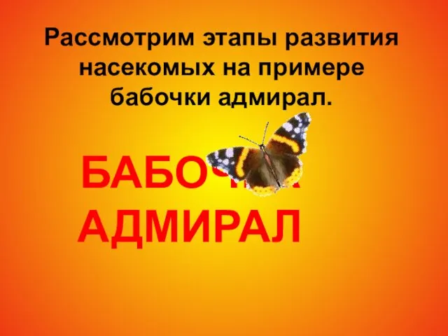 БАБОЧКА АДМИРАЛ Рассмотрим этапы развития насекомых на примере бабочки адмирал.