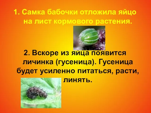 1. Самка бабочки отложила яйцо на лист кормового растения. 2. Вскоре из