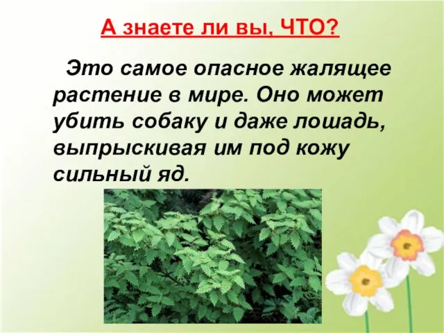 А знаете ли вы, ЧТО? Это самое опасное жалящее растение в мире.