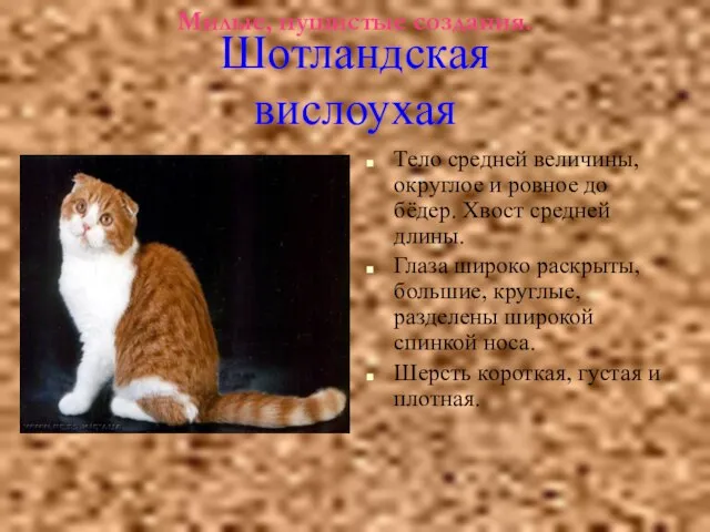 Милые, пушистые создания. Тело средней величины, округлое и ровное до бёдер. Хвост