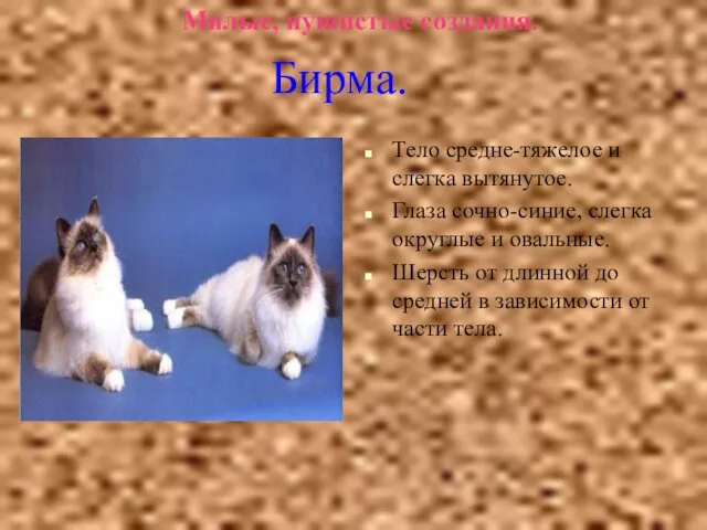 Милые, пушистые создания. Тело средне-тяжелое и слегка вытянутое. Глаза сочно-синие, слегка округлые