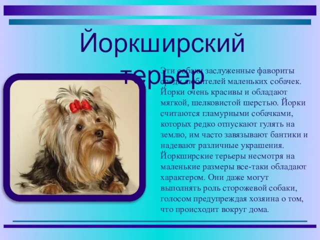 Эти собаки заслуженные фавориты среди любителей маленьких собачек. Йорки очень красивы и