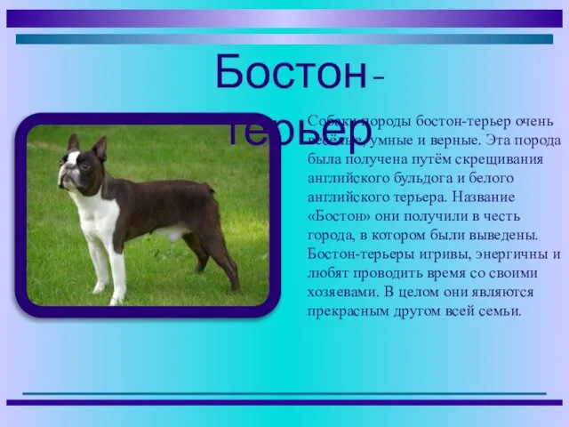 Собаки породы бостон-терьер очень весёлые, умные и верные. Эта порода была получена