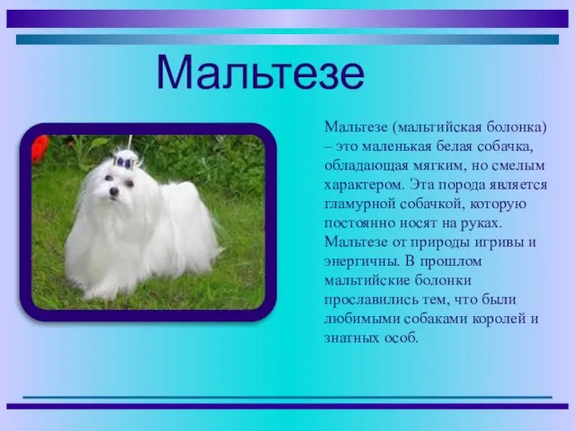 Мальтезе (мальтийская болонка) – это маленькая белая собачка, обладающая мягким, но смелым