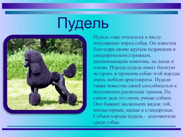 Пудель тоже относится к числу популярных пород собак. Он известен благодаря своим