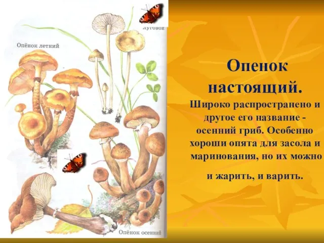 Опенок настоящий. Широко распространено и другое его название - осенний гриб. Особенно