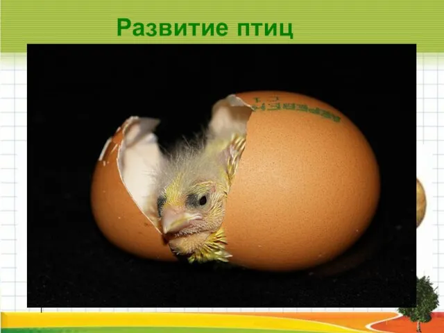 l Развитие птиц Яйца птиц разнообразны по окраске и по размерам.