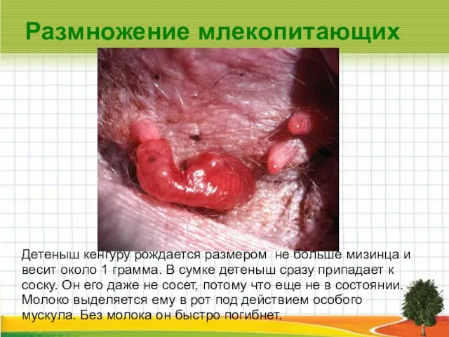 Размножение млекопитающих Детеныш кенгуру рождается размером не больше мизинца и весит около