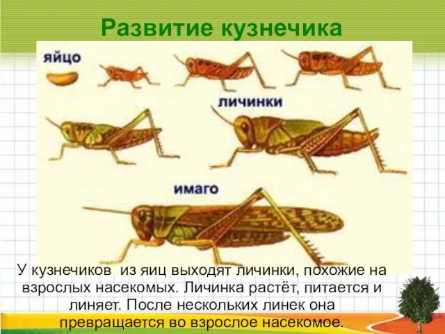 Развитие кузнечика У кузнечиков из яиц выходят личинки, похожие на взрослых насекомых.