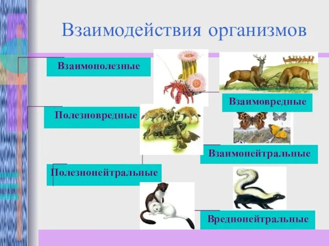 Взаимодействия организмов Взаимополезные Полезновредные Полезнонейтральные Взаимонейтральные Взаимовредные Вреднонейтральные