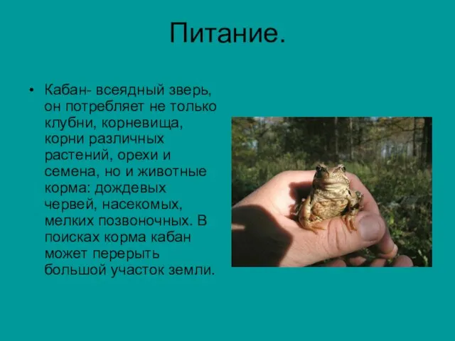 Питание. Кабан- всеядный зверь, он потребляет не только клубни, корневища, корни различных