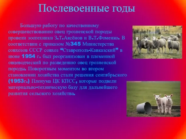 Послевоенные годы Большую работу по качественному совершенствованию овец грозненской породы провели зоотехники