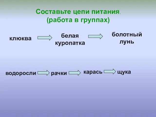 Составьте цепи питания. (работа в группах) клюква белая куропатка болотный лунь водоросли рачки карась щука