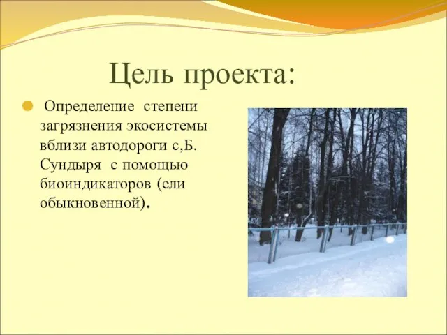 Цель проекта: Определение степени загрязнения экосистемы вблизи автодороги с,Б.Сундыря с помощью биоиндикаторов (ели обыкновенной).