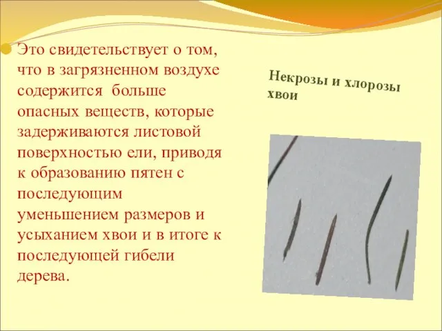 Некрозы и хлорозы хвои Это свидетельствует о том, что в загрязненном воздухе