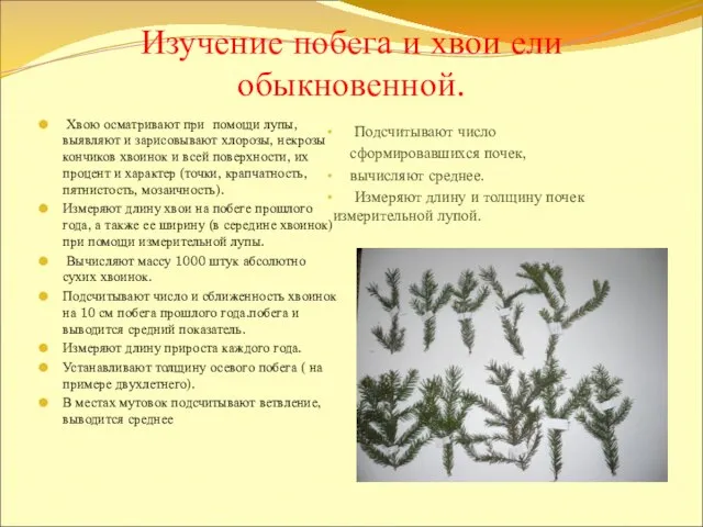 Изучение побега и хвои ели обыкновенной. Подсчитывают число сформировавшихся почек, вычисляют среднее.